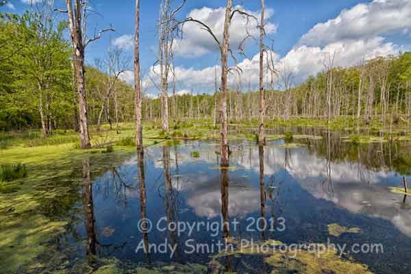Swamp Near Peter's Valler, New Jersey